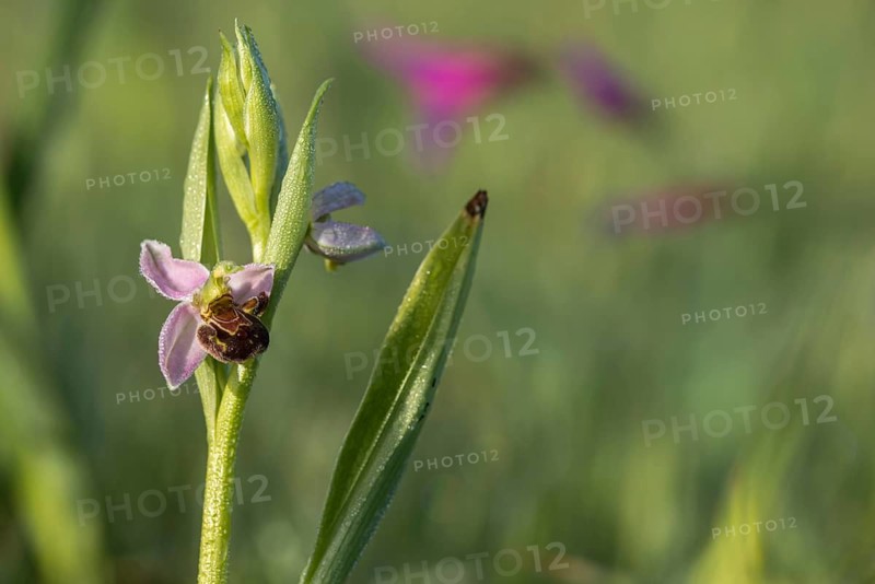 Bee ragwort, Granelli, Italy, Ophrys apifera, orchidaceae, orchids, orchid plants, Pantani Cuba and Longarini, migratory bird sanctuary Pantani Cuba & Longarini, bee orchid, flora, Italy, plants, Sicily, foundation for biodiversity