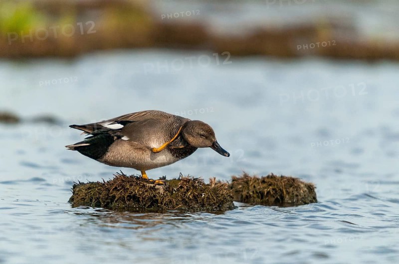 Anas Strepera, Gadwall, Mareca Strepera, Middle Duck, Schnatterente, Anatidae, Birds, Ducks, Ducks, Ducks, Plumage Care, Preening, Birds, Waterbirds