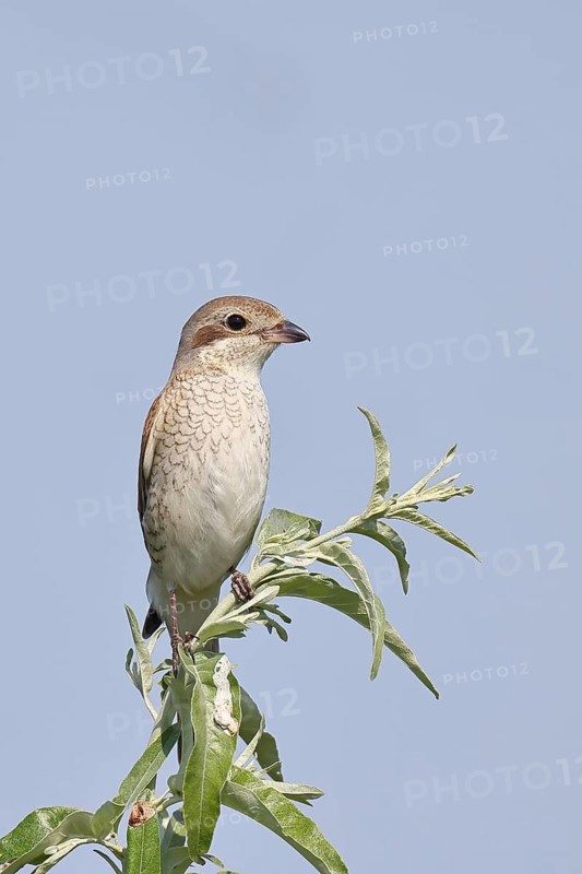 Red-backed shrike (Lanius collurio), female on perching branch, looking for prey, wildlife, migratory bird, animals, birds, Wilnsdorf, North Rhine-Westphalia, Germany