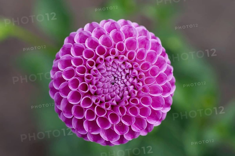 Dahlias (Dahlia), flower, close-up, pink, species, Pompom Dahlia, beauty