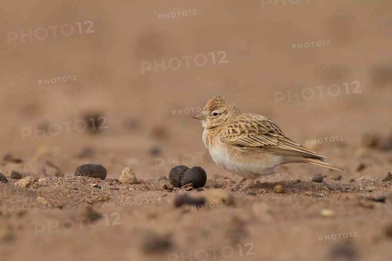 Short-toed Lark - Kurzzehenlerche - Calandrella brachydactyla ssp. rubiginosa, Morocco, adult