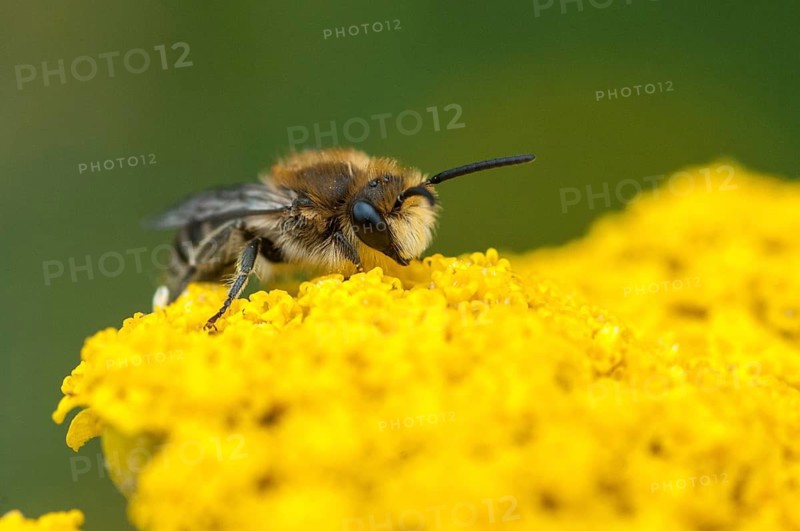 Colletes spec, hymenoptera, silkbee spec., insects, wild bees