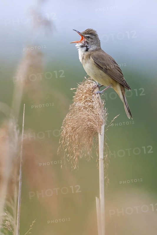 Reed warbler, (Acrocephalus arundinaceus), reedbed perch, biotope, habitat, animals, birds, songbird, reed warbler genus, Lobau, Vienna, Donaustadt, Vienna, Austria