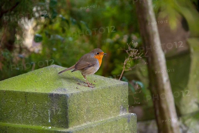 Erithacus rubecula, robin, robins, birds, graveyard, passeri, songbirds, songbirds, birds
