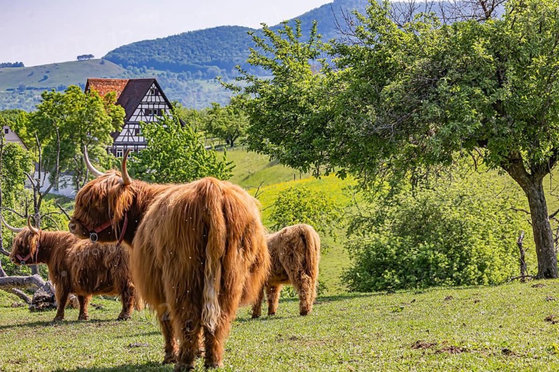 Scottish highland cattle at the Beuren open-air museum. Cattle as landscape conservationists in the Swabian Jura. Beuren, Baden-Württemberg, Germany