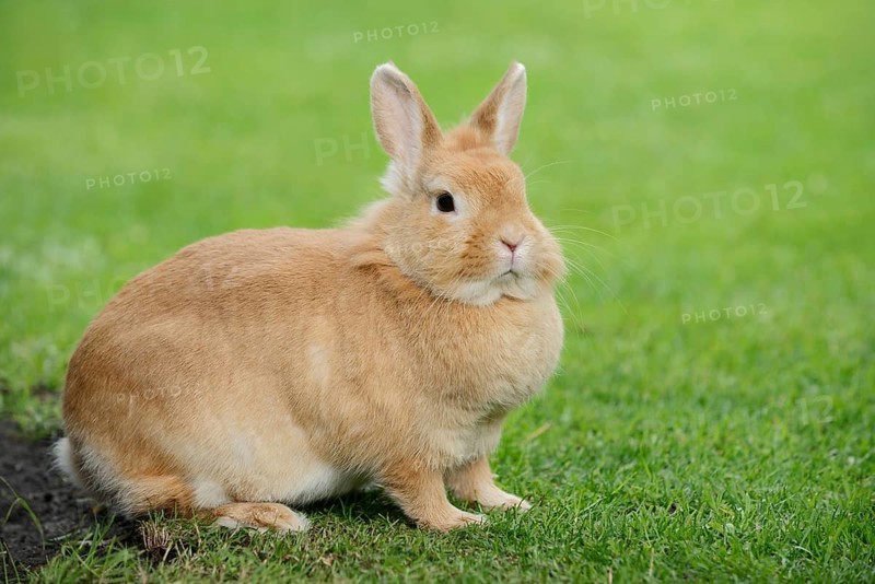 Dwarf rabbit (Oryctolagus cuniculus forma domestica) in a meadow, North Rhine-Westphalia, Germany