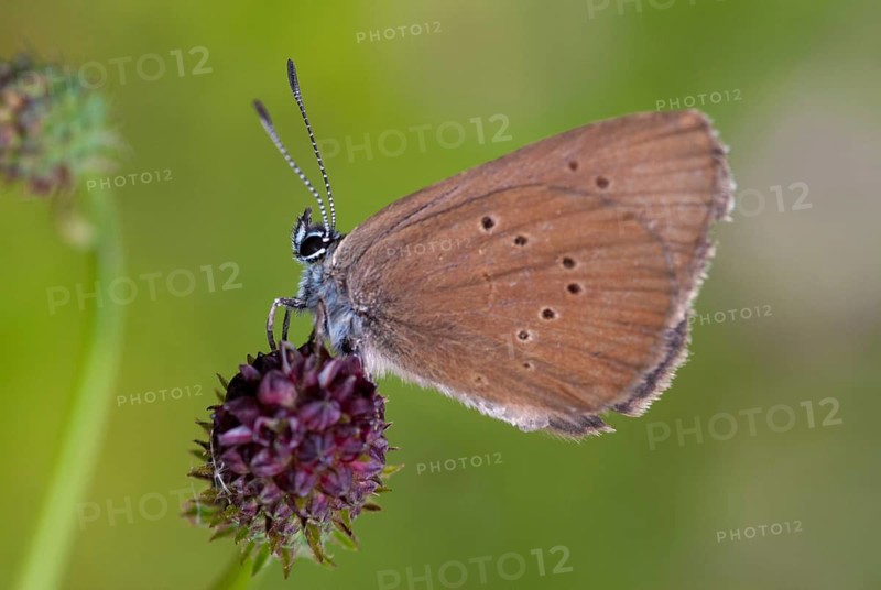 Ant blue, dark meadowbutton ant blue, dusky large blue, glaucopsyche nausithous, maculinea nausithous, phengaris nausithous, black blue meadowbutton ant blue, meadow button ant blue, butterfly, ffh, insects, insects, butterfly, butterflies, butterflies, butterflies, butterflies
