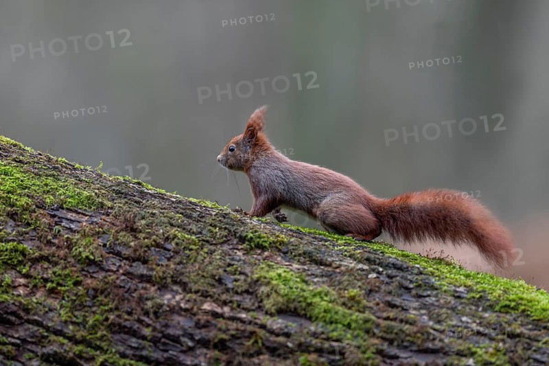 The paws of the squirrel (Sciurus vulgaris) are equipped with long claws that guarantee a perfect grip when climbing, sweet, cute, February, Germany