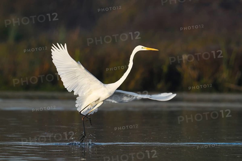 Great White Egret (Ardea alba), taking flight, North Rhine-Westphalia, Germany