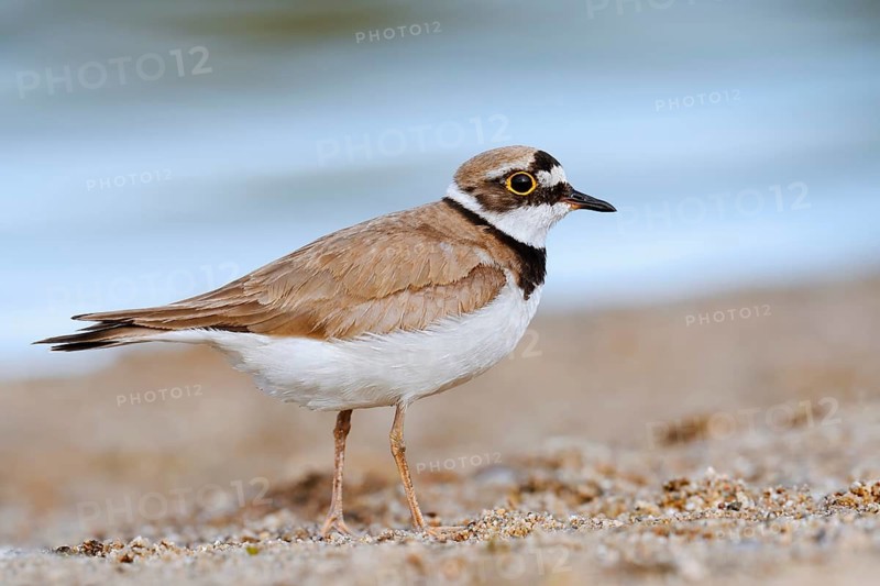 Little Ringed Plover (Charadrius dubius), North Rhine-Westphalia, Germany