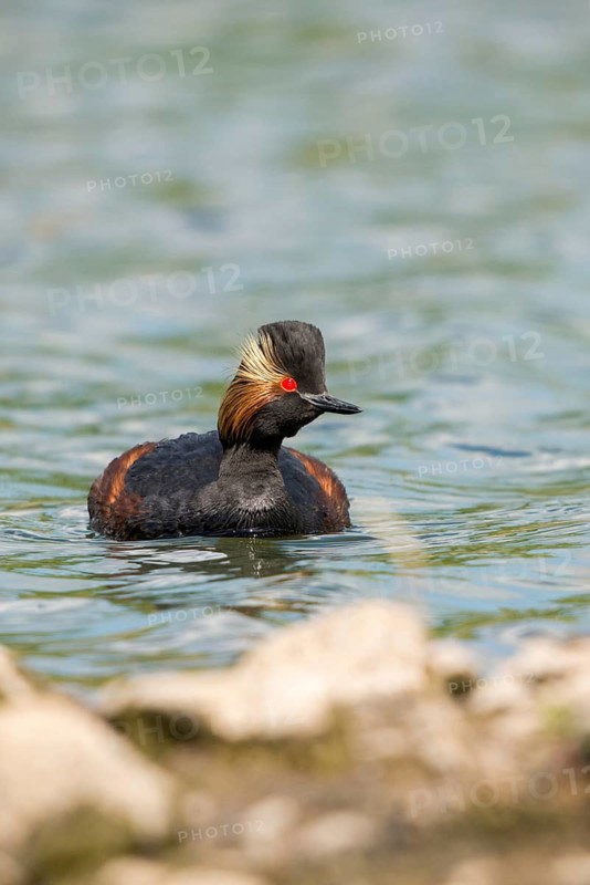 Black-necked grebe, podiceps nigricollis, black-necked grebes, grebes, podicipedidae, divers, birds, waterbirds