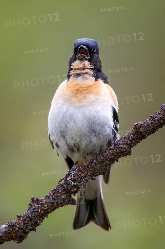 Mountain Finch, Brambling, Finland, Fringilla Montifringilla, Birds, Song, High Size, Portrait, Male, Passeri, Singing, Songbirds, Birds