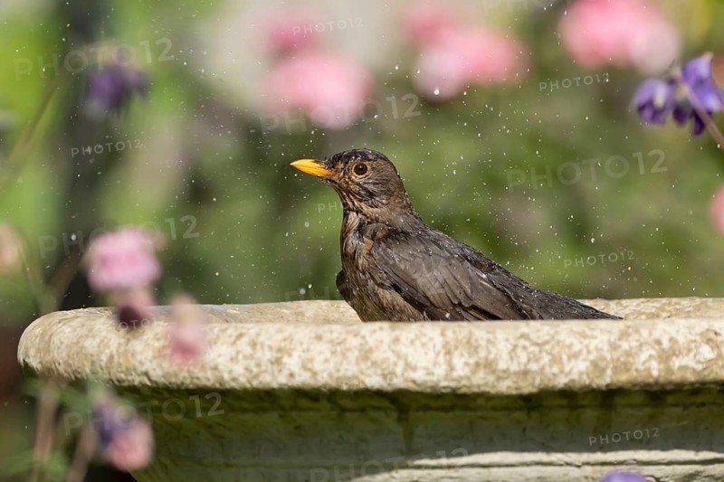 Eurasian blackbird (Turdus merula) adult female garden bird bathing in a bird water bath, England, United Kingdom