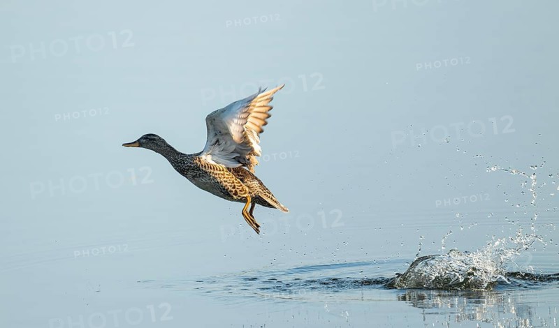 Gadwall (Mareca strepera), female in flight, Lower Saxony, Germany