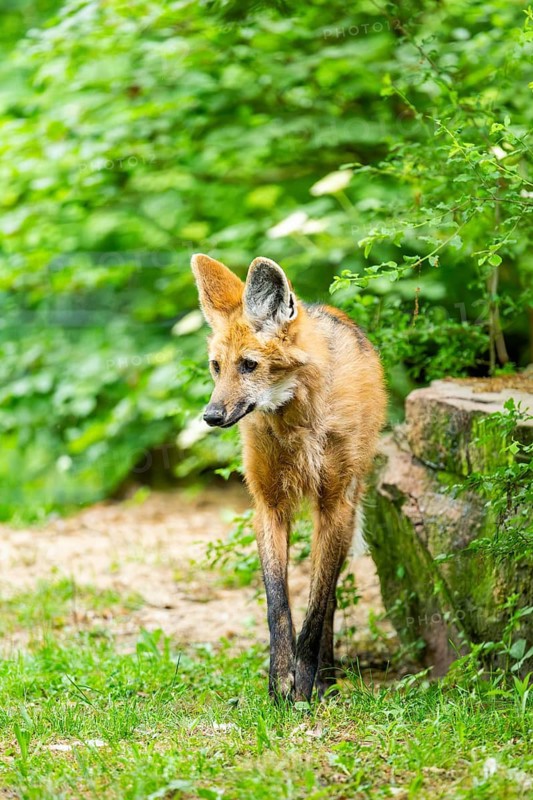Maned wolf (Chrysocyon brachyurus) walking around, Germany