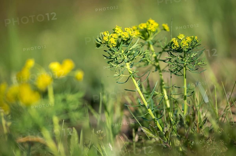 Euphorbia cyparissias, euphorbiaceae, milkweed, cypress spurge, flora, plants, plants