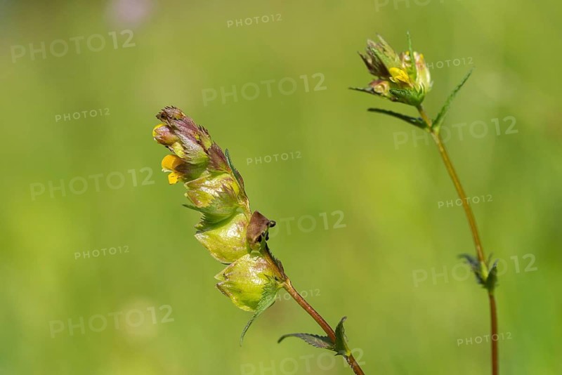 Brownwort family, small rattlespot, rhinanthus minor, scrophulariaceae, cockscomb, flora, hayrattle, rattlespot, little yellow rattle, plants, yellow rattle