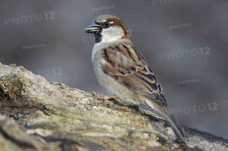 Haussperling (Passer domesticus) Männchen, Winterfütterung, März, Oberhausen (D)