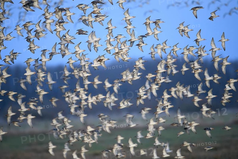 A flock of ruffs (Calidris pugnax, Syn.: Philomachus pugnax) flies close over the water, dynamic representation of wildness, Dümmer nature park Park, Lower Saxony, Germany