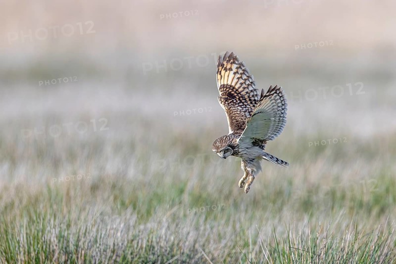 Short-eared owl (Asio flammeus) hunting adult hovering in flight to pinpoint mouse prey in meadow, grassland in spring