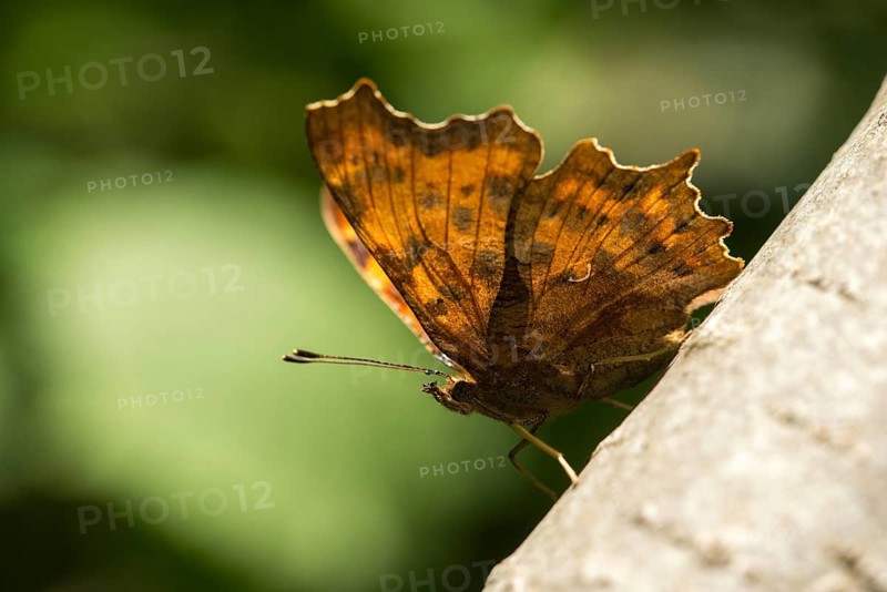 C-butterfly, comma butterfly, nymphalis c-album, polygonia c-album, butterfly, insects, butterfly, butterflies