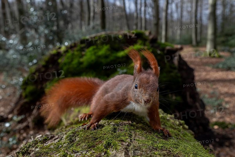 The squirrel's (Sciurus vulgaris) tufted ears clearly show that the wind has changed direction and is now blowing from the north, wide-angle shot, sweet, cute, March, Germany