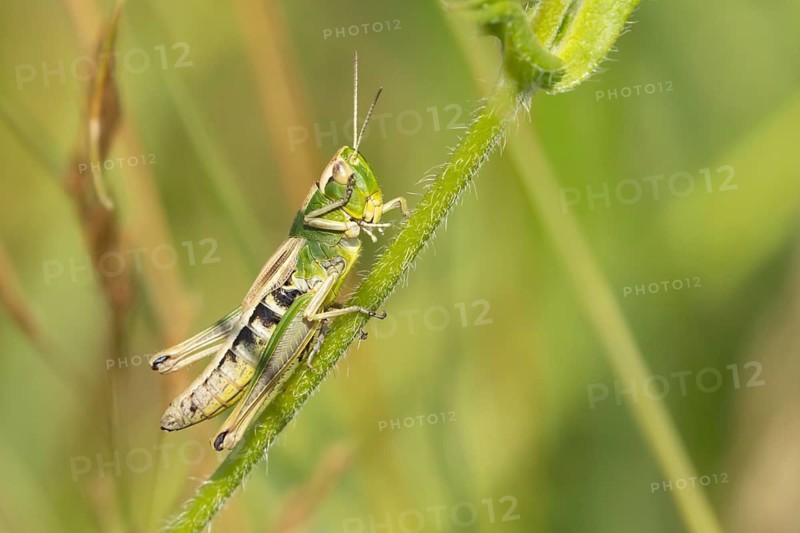 Common field grasshopper (Chorthippus brunneus) adult insect on a plant stem in summer, Suffolk, England, United Kingdom