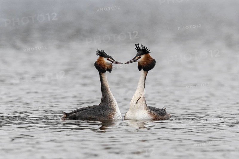 Great Crested Grebe (Podiceps Scalloped ribbonfish), courtship display, Emsland, Lower Saxony, Germany