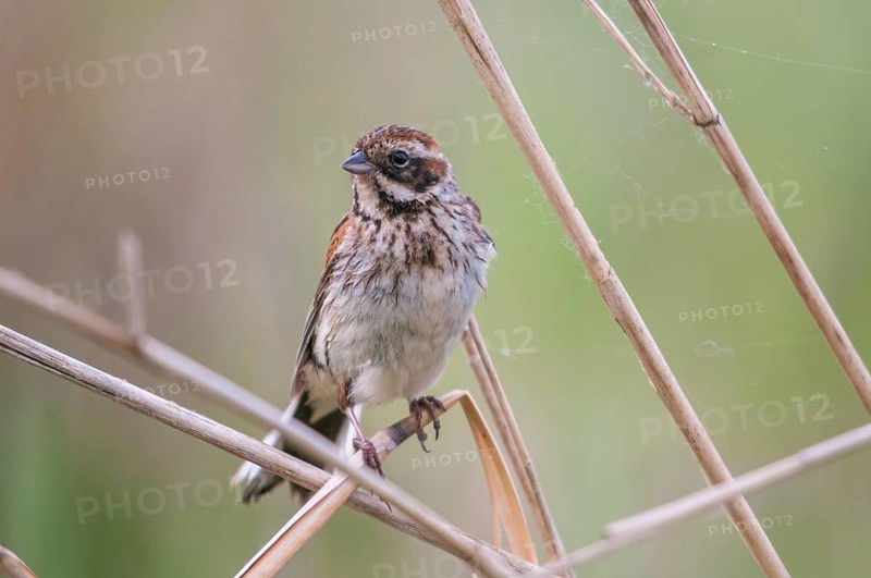 Emberiza Schoeniclus, Reed Bunting, Rohrrammer, Birds, Female, Passeri, Songbirds, Birds, Female