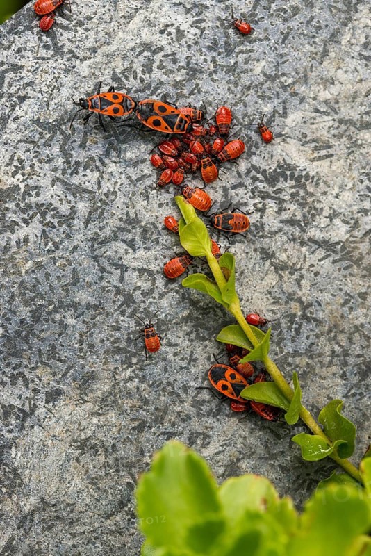 Firebug, common fire bug, heteroptera, Pyrrhocoris apterus, high size, portrait format, insects, bugs