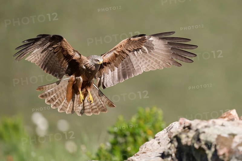 Black Kite (Milvus migrans), approach, Extremadura, Spain