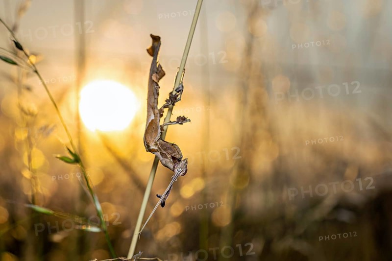 A praying mantis silhouetted against a blade of grass in golden sunlight, a ghost mantis in a meadow near Windhoek, Namibia (Phyllocrania paradoxa)