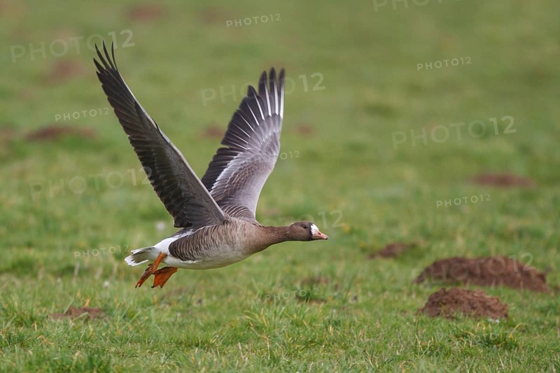 Greater White-fronted Goose (Anser albifrons) flying, North Rhine-Westphalia, Germany