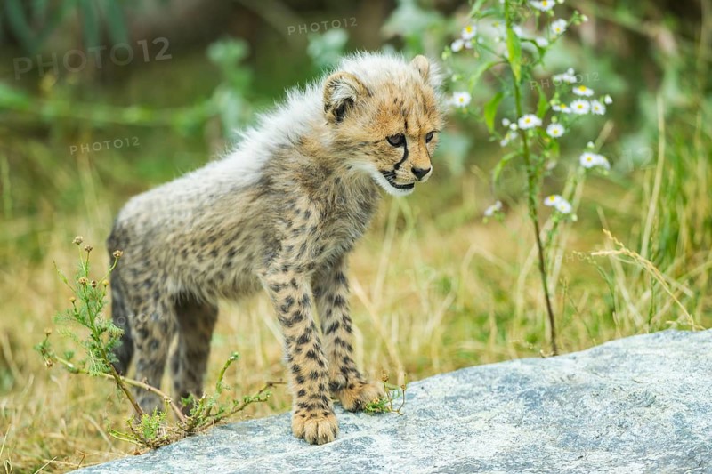 Cheetah (Acinonyx jubatus) youngster walking on a rock, captive, occurrence Africa