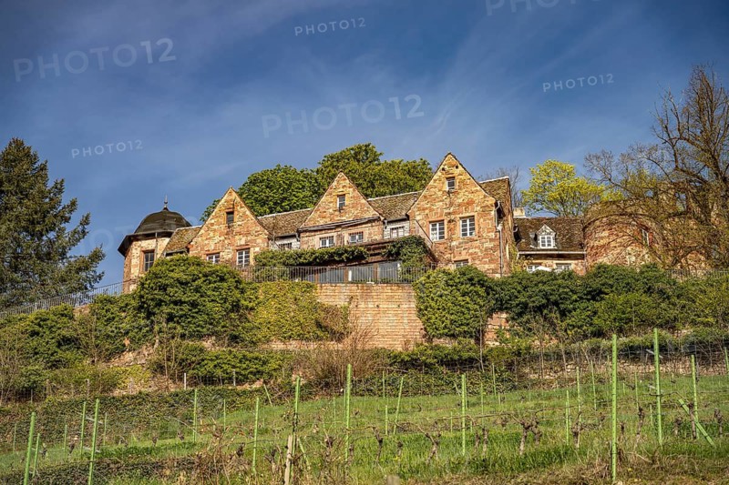 Vineyard near Kropsburg Castle in Sankt Martin, Southern Wine Route, Rhineland-Palatinate, Germany