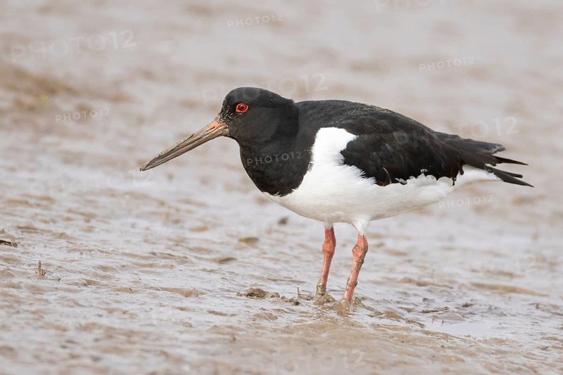 Eurasian oystercatcher (Haematopus ostralegus) adult wading bird on a mudflat, England, United Kingdom