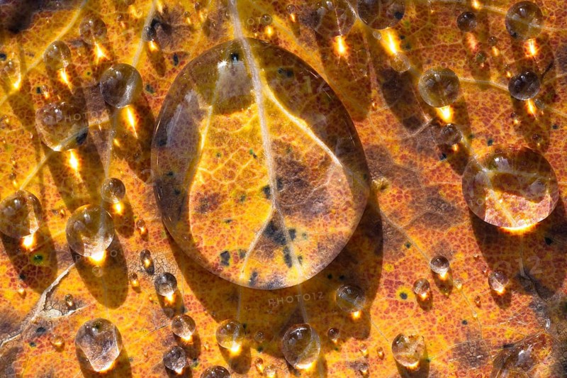 Drops of water on leaves, Lapland