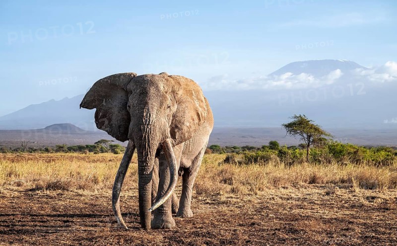 African elephant (Loxodonta africana) in picturesque landscape with the summit of Mount Kilimanjaro, the famous Super Tusker elephant Craig, old male with long tusks, in atmospheric evening light, Kajiado County, Kenya