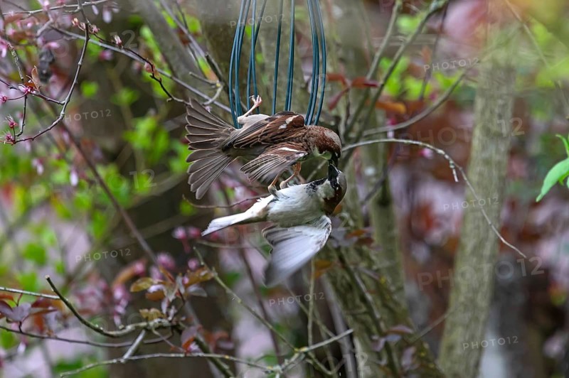 House sparrows (Passer domesticus) squabbling at a feeding station, Franconia, Bavaria, Germany