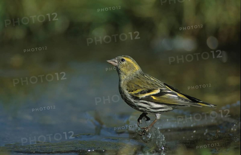 Carduelis spinus, siskin, spinus spinus, siskin, bath, bath, bird bath, birds, garden, leo, male, passeri, songbirds, bird bath, birds, birds, birds, birds, birds