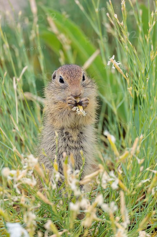 A young European ground squirrel (Spermophilus citellus) eats seats, leaves and flowers in a green meadow with tall vegetation on a sunny day. Austria