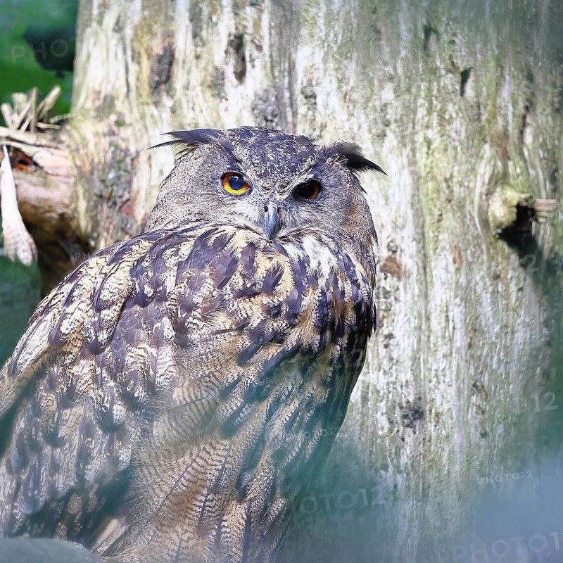 Eurasian Eagle-owl (Bubo bubo), sitting on a branch of a dead spruce in the forest, North Rhine-Westphalia, Germany
