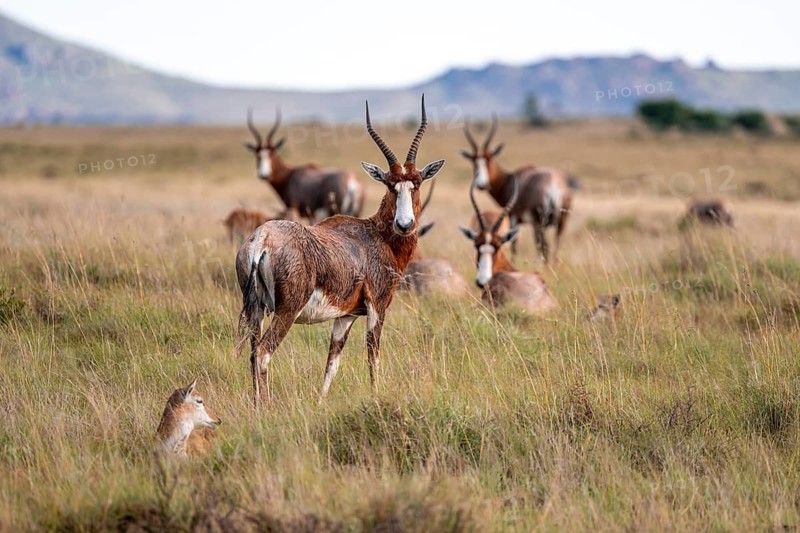 Herd of blesbok (Damaliscus pygargus phillipsi), adult with young, Mountain Zebra National Park, Eastern Cape, South Africa
