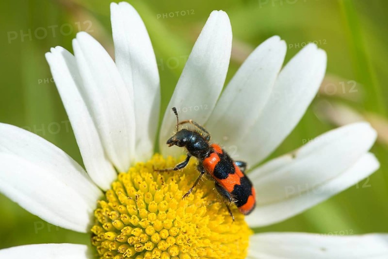Bee beetle, bee wolf, common bee beetle, immense beetle, immense wolf, trichodes apiarius, beetle, coleoptera, insects, beetles