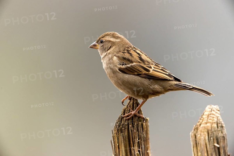 House sparrow, passer domesticus, sparrow, birds, female, garden, garden fence, passeri, songbirds, sparrow, sparrow, sparrow, sparrow, sparrow, sparrow, sparrow, birds, female