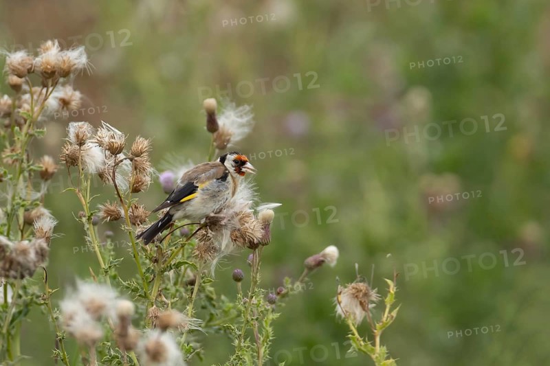 European goldfinch (Carduelis carduelis) adult garden bird feeding on a Creeping thistle (Cirsium arvense) seedhead, England, United Kingdom
