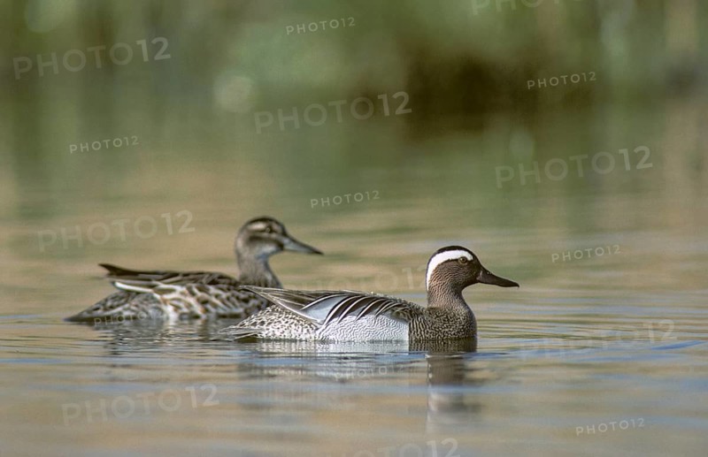 Anas querquedula, garganey, chick duck, spatula querquedula, anatidae, birds, ducks, ducks, ducks, duck birds, female, leo, male, birds, waterbirds, female