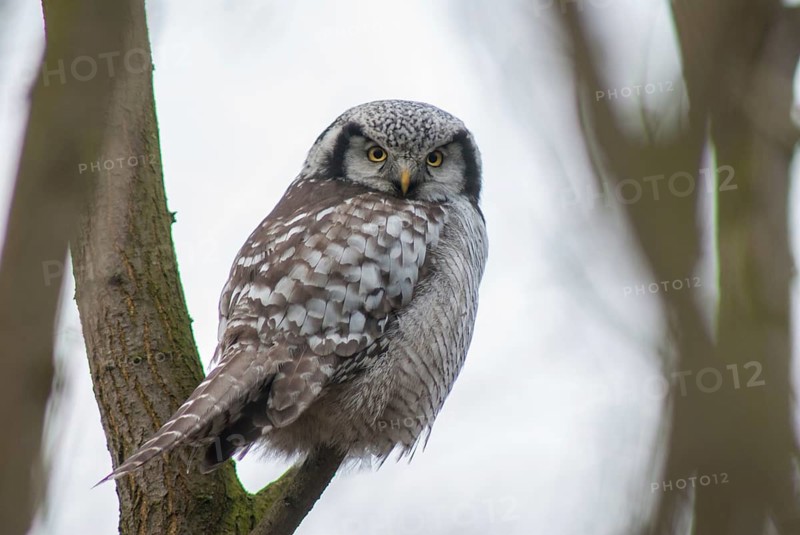 Hawk owl, sparrow owl, surnia ulula, birds, owls, northern hawk owl, owls, strigiformes, birds