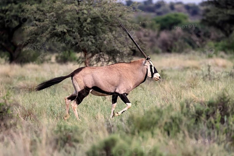 Oryx gazella, South African spikebuck, adult, running, foraging, Mokala National Park, Northern Cape, South Africa