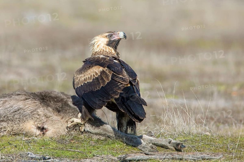 Wedge-tailed Eagle (Aquila audax) young bird on the carcass of a Eastern grey kangaroo (Macropus giganteus), Victoria, Australia